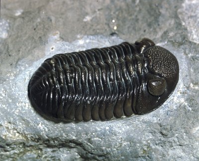 先史時代：三葉虫Phacops Ranaの化石（節足動物）。古生代の時代、デボン紀の期間。アメリカ・オハイオ州で探す 作： Prehistoric Prehistoric