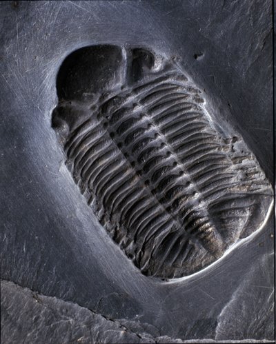 先史時代：三葉虫Phacops Ranaの化石（節足動物）。古生代の時代、デボン紀のもの。ドイツのブンデンバッハ地区で発見。 作： Prehistoric Prehistoric