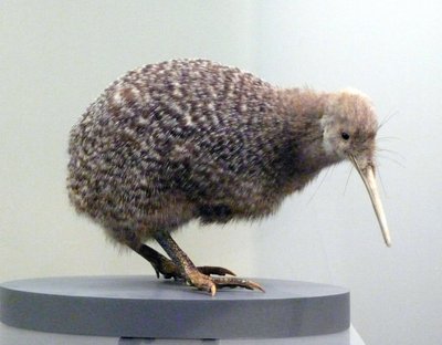 飛べない鳥の剥製キウイ（apterygides）のサンプル。ニュージーランド、オークランド博物館 作： 先史時代先史時代