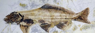 白亜紀下部、チョウザメの足跡化石（オブジェ） 作： Prehistoric Prehistoric