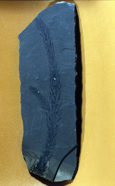 先史時代の中生代の上部三畳紀の針葉樹の化石Glyptolepsis keuperiana。 作： Prehistoric Prehistoric