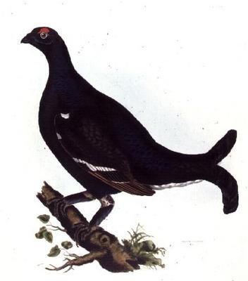 イギリス鳥類学イラスト集」よりクロライチョウ（カラー彫刻版） 作： Prideaux John Selby