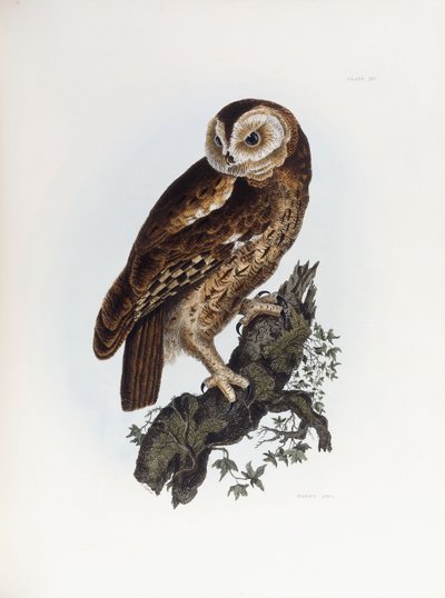 モリフクロウ、1841年 作： Prideaux John Selby