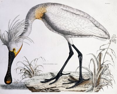 ヘラサギ、1834年 作： Prideaux John Selby