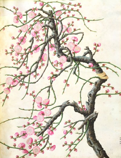 桃の花（紙の色） 作： Qing Dynasty Chinese School