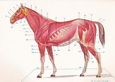 馬の表面の筋肉、腱など、c1907 c1910 作： RE Holding