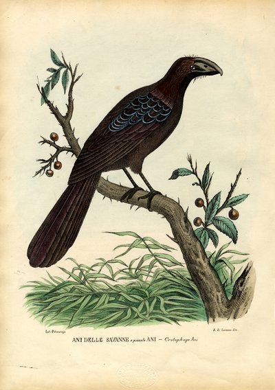 アニ、1863-79 作： Raimundo Petraroja