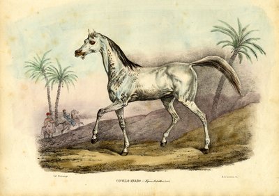 アラブ馬、1863-79 作： Raimundo Petraroja