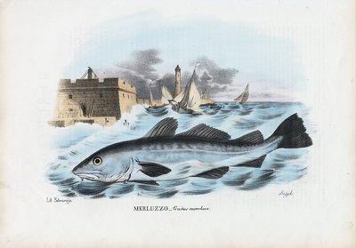 大西洋タラ、1863-79 作： Raimundo Petraroja