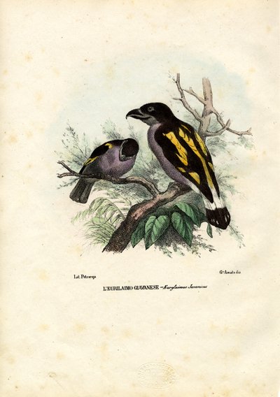 Broadbills、1863-79 作： Raimundo Petraroja