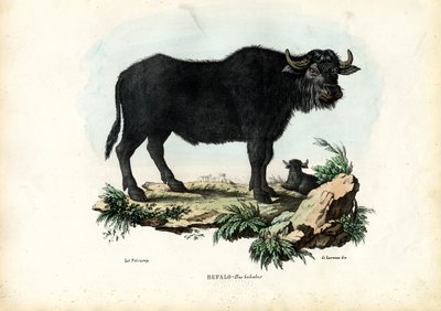 バッファロー、1863-79 作： Raimundo Petraroja