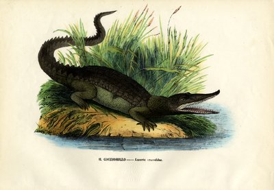 カイマン、1863-79 作： Raimundo Petraroja