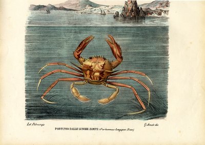 甲殻類、1863-79 作： Raimundo Petraroja