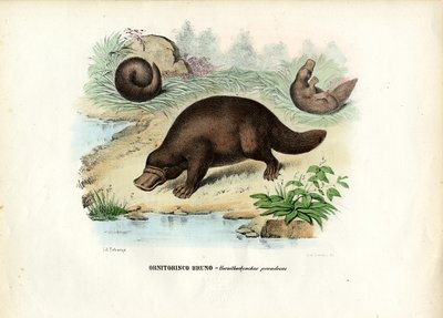 アヒル請求のカモノハシ、1863-79 作： Raimundo Petraroja