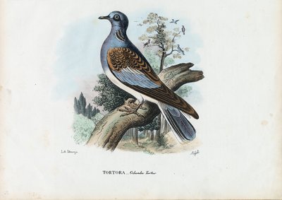 ヨーロッパのカメ鳩、1863-79 作： Raimundo Petraroja
