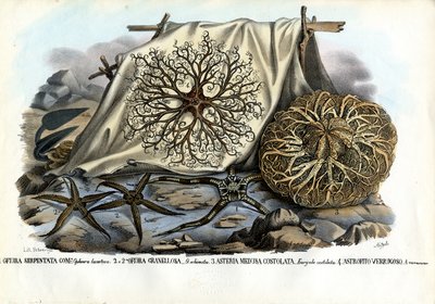 ゴーゴンの頭、1863-79 作： Raimundo Petraroja