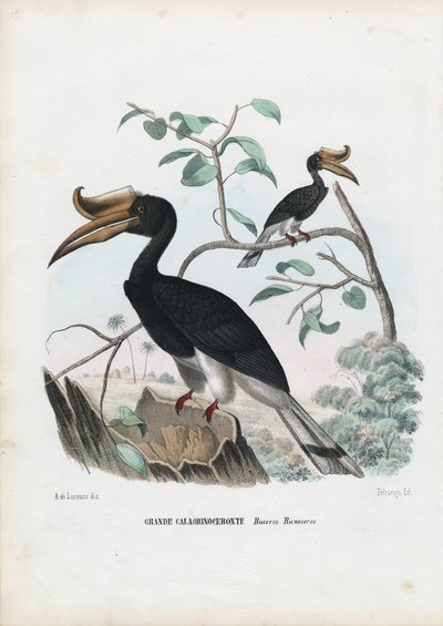 オオサイチョウ、1863-79 作： Raimundo Petraroja