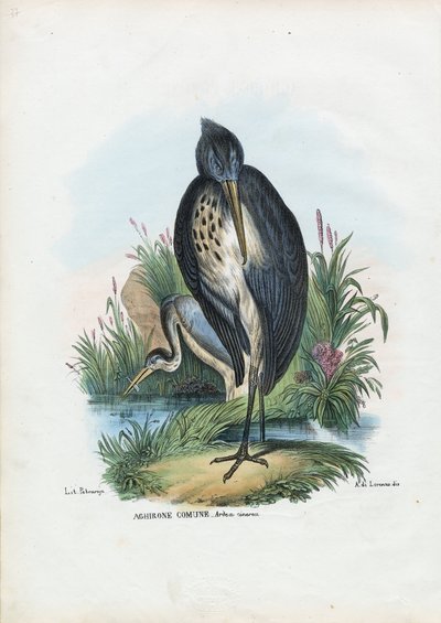 アオサギ、1863-79 作： Raimundo Petraroja