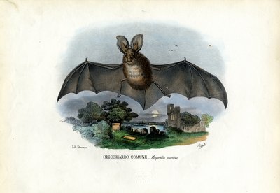 灰色の耳の長いバット、1863-79 作： Raimundo Petraroja