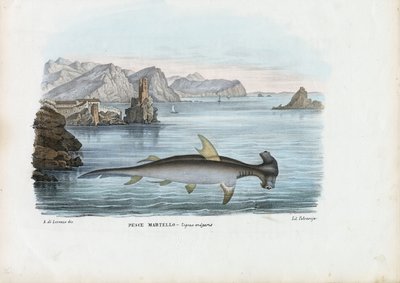 ハンマーヘッド、1863-79 作： Raimundo Petraroja