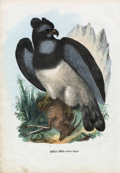 ハーピーイーグル、1863-79 作： Raimundo Petraroja