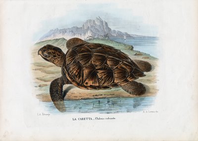 タイマイウミガメ、1863-79 作： Raimundo Petraroja