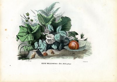 らせんカタツムリ、1863-79 作： Raimundo Petraroja