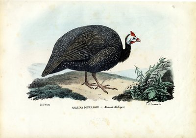 ヘルメットを着用したギニアアウル、1863-79 作： Raimundo Petraroja