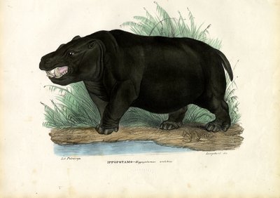 カバ、1863-79 作： Raimundo Petraroja