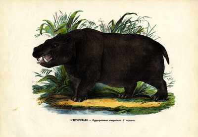 カバ、1863-79 作： Raimundo Petraroja
