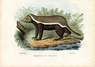 ハニーバジャー、1863-79 作： Raimundo Petraroja