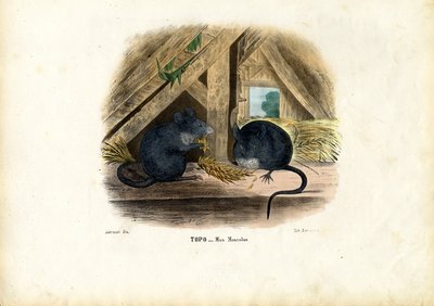 ハウスマウス、1863-79 作： Raimundo Petraroja