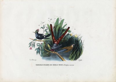 ハチドリ、1863-79 作： Raimundo Petraroja