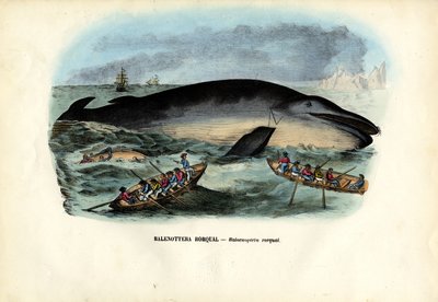 ザトウクジラ、1863-79 作： Raimundo Petraroja
