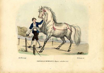 イタリアの馬、1863-79 作： Raimundo Petraroja