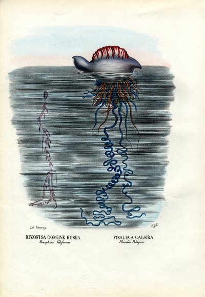 クラゲ、1863-79 作： Raimundo Petraroja