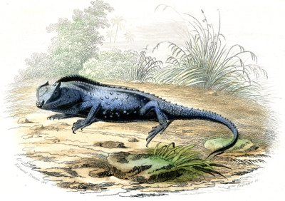 リュウグウノツカイ（Lyriocephalus margaritaceus） - ベルナール・ジェルマン・ド・レスペード（1856-1925）著『自然史』（P.Furme版、パリ）より抜粋。 作： Raimundo Petraroja