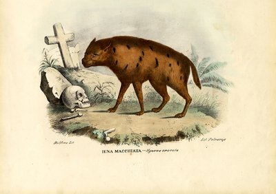 ハイエナの笑い、1863-79 作： Raimundo Petraroja