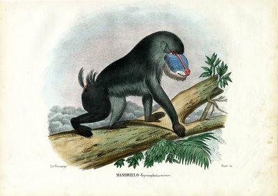 マンドリル、1863-79 作： Raimundo Petraroja