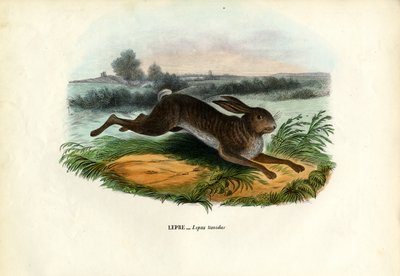 マウンテンヘア、1863-79 作： Raimundo Petraroja