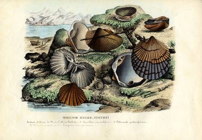 ムール貝、1863-79 作： Raimundo Petraroja