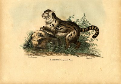 パンパス猫、1863-79 作： Raimundo Petraroja