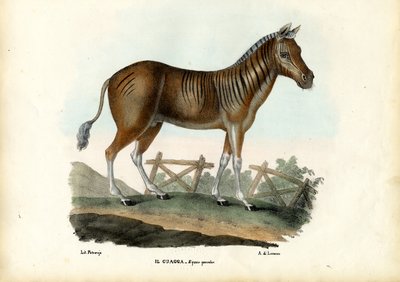 クアッガ、1863-79 作： Raimundo Petraroja