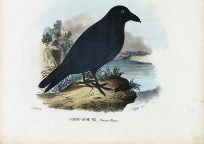 レイヴン、1863-79 作： Raimundo Petraroja