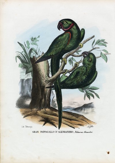 ローズリングのParekeet、1863-79 作： Raimundo Petraroja