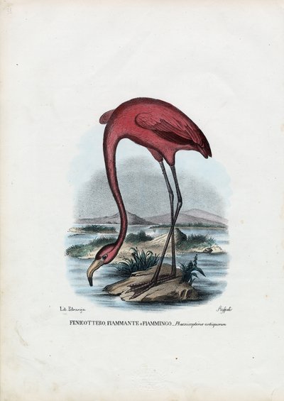 バラ色、1863-79 作： Raimundo Petraroja