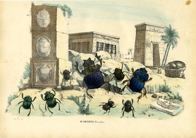 スカラベカブトムシ、1863-79 作： Raimundo Petraroja