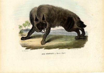 シマハイエナ、1863-79 作： Raimundo Petraroja