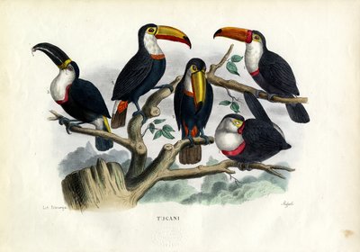 オオハシ、1863-79 作： Raimundo Petraroja