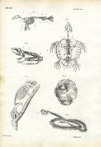 カメ、1863-79 作： Raimundo Petraroja